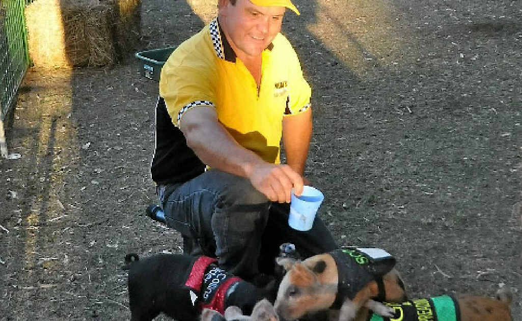 Kevin ‘The Pig Whisperer’ Kiley gives his hardworking pigs a treat. Kevin ‘The Pig Whisperer’ Kiley gives his hardworking pigs a treat.